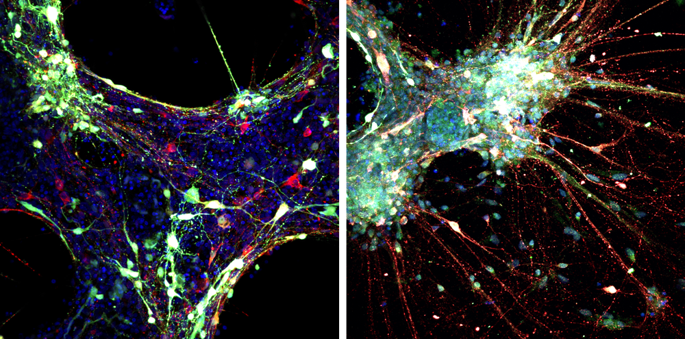 fluorescence microscopy images of the cells