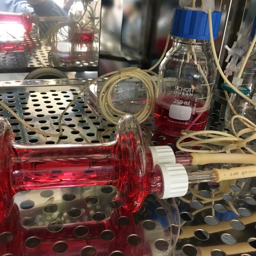 Tissue engineered oesophagus growing in a bioreactor