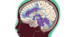 Cropped illustration showing network of highly connected brain regions involved in DMG