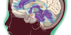 Brain illustration to show DMG network