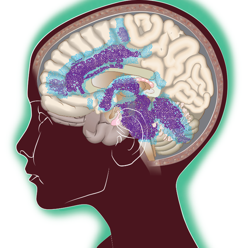Brain illustration to show DMG network