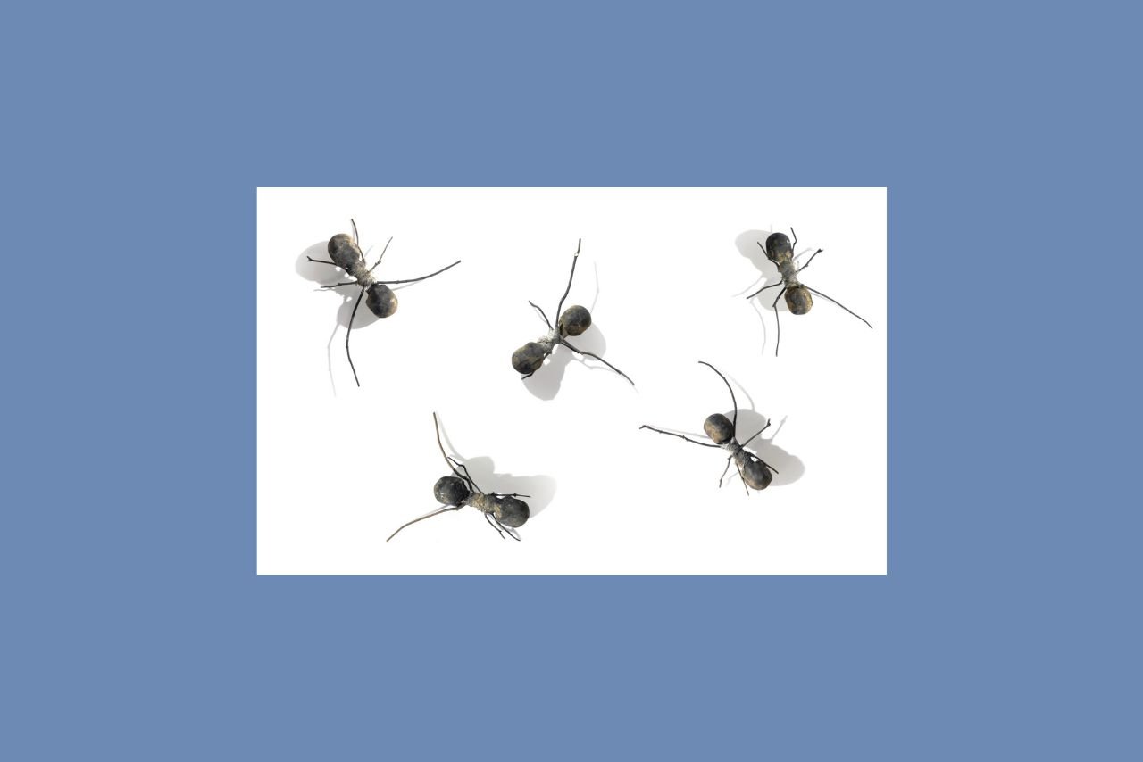 Five Ants from 'Casa Tomada (House Taken Over)' by Rafael Gómezbarros