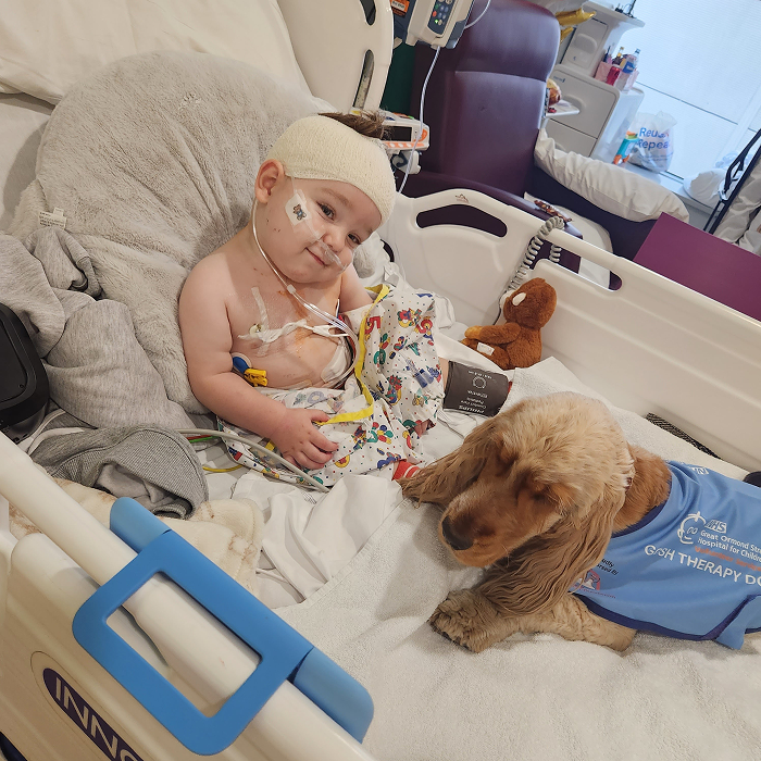 A little boy lying on a hospital bed with a therapy dog