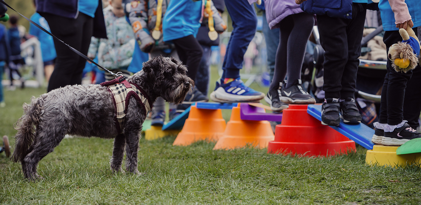 Dog on a lead with a checked harness at RBC Race for the Kids