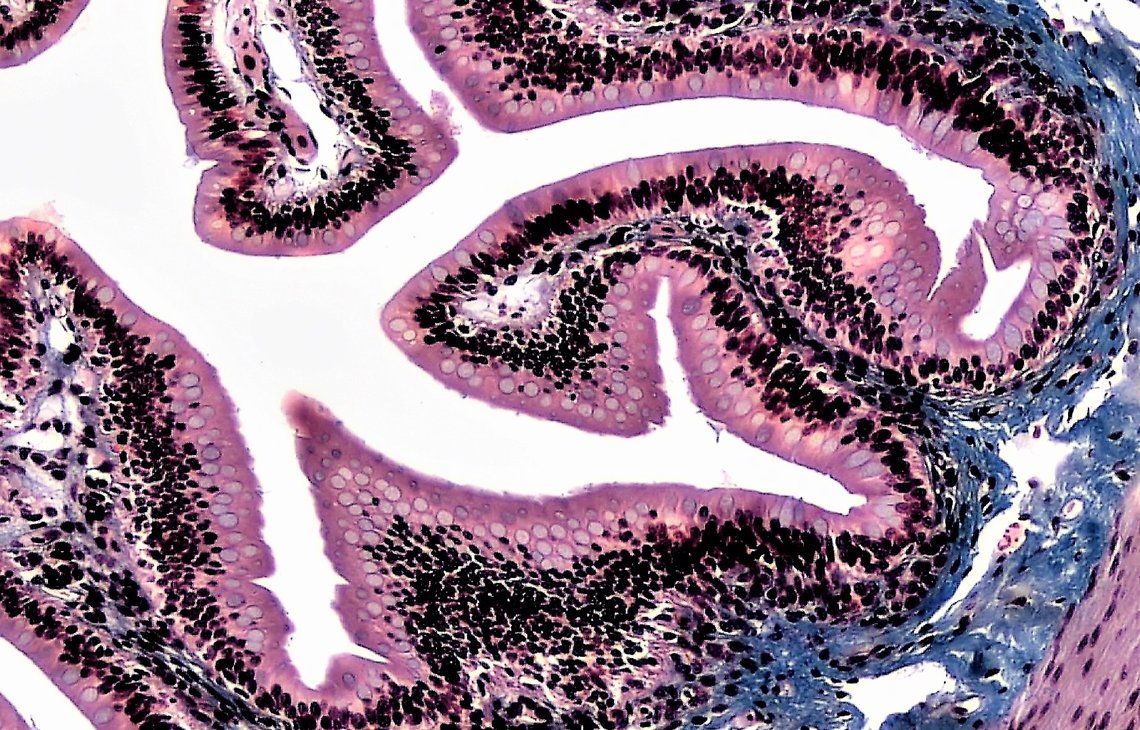 Microscope image of epithelial tissues