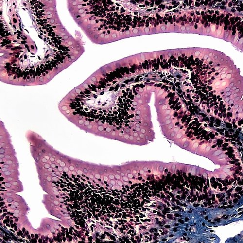 Microscope image of epithelial tissues